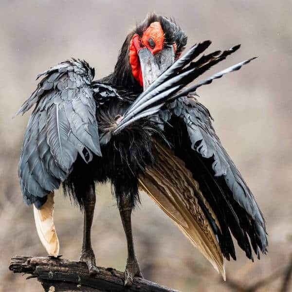 Birding Safaris