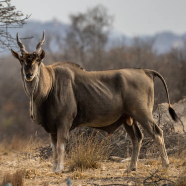 Eland