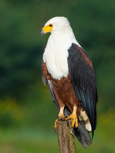 Fish Eagle