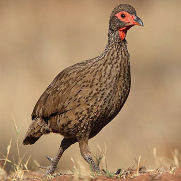 Francolin