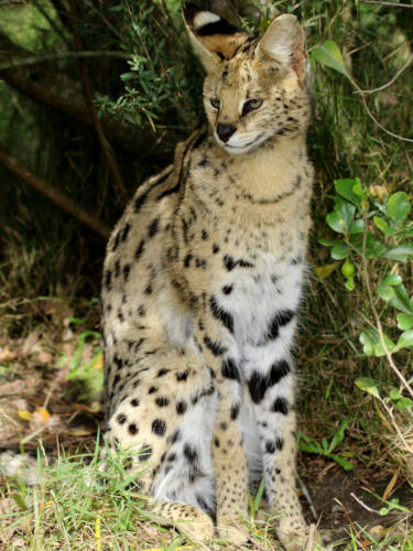 Serval
