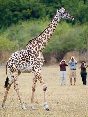 Walking Safari