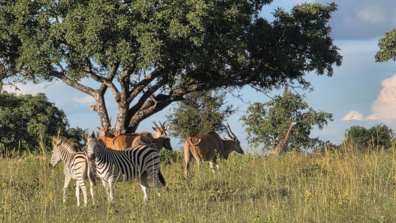 Matopos Wildlife